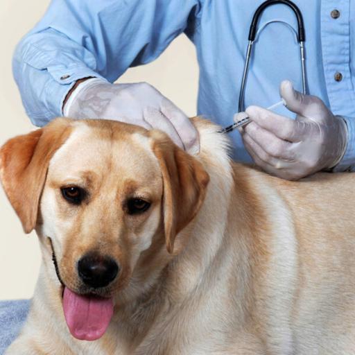 Antivax sentiment rising in the veterinary world, Bird Flu update