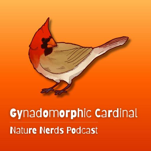 Gynadomorphic Cardinal
