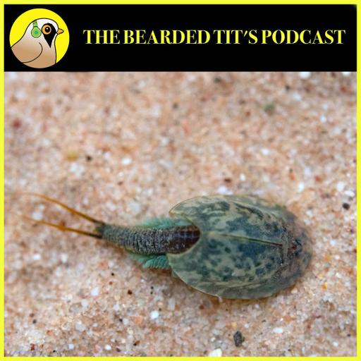 Reintroducing Lost Inverts Back to Britain ft Pete Cooper #164