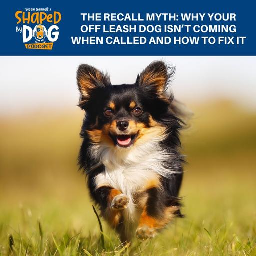 The Recall Myth: Why Your Off Leash Dog Isn’t Coming When Called And How To Fix It #302