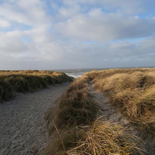 You Are Marram Grass Kin - Gently Reshaping Your World
