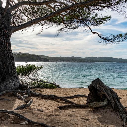 The Folktale Project - The Wind in the Pine Tree