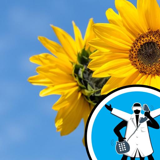 Are seed oils unhealthy?