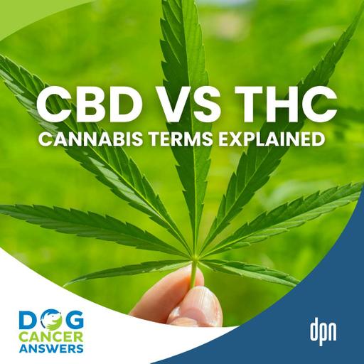 What Is CBD vs. THC vs. Cannabis vs. Marijuana? Terms Explained! | Kate Basedow #281