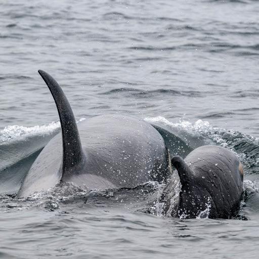 Episode 41 - Whale Stories from March