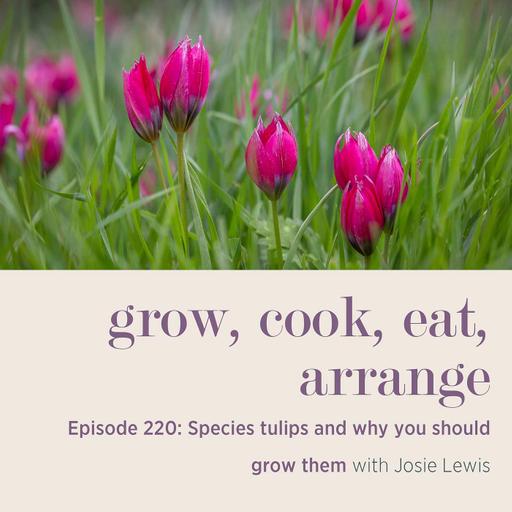Species tulips and why you should grow them with Josie Lewis - Episode 220