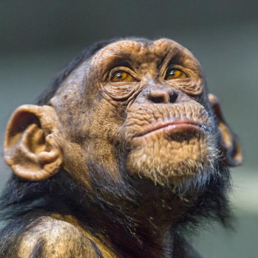 Podquisition 536: Chimp Gel