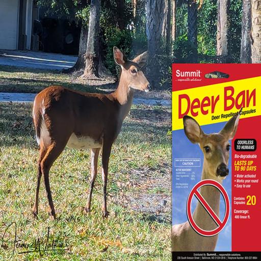 S2 Ep354: Better Lawns and Gardens - Hour 2 Solutions to Your Deer Issue April 19, 2025