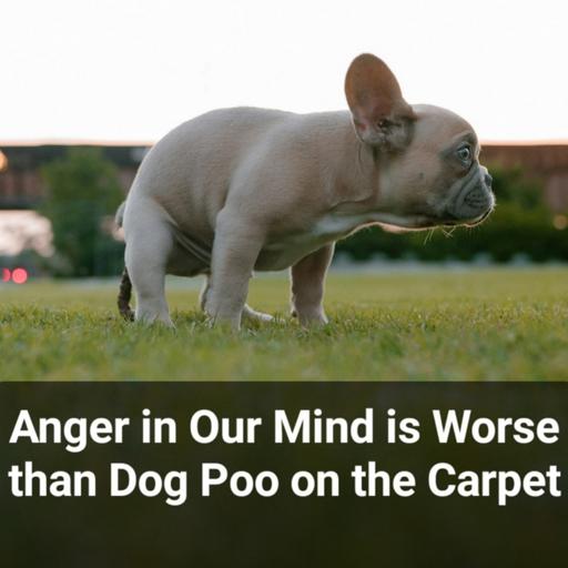 Anger in Our Mind is Worse than Dog Poo on the Carpet | Ajahn Dhammasiha