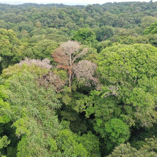 Ep. 522 - Shocking Relationships Between Trees & Lightning