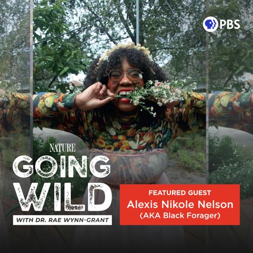 From Foraging to Fame: How Alexis Nikole Nelson Became @blackforager