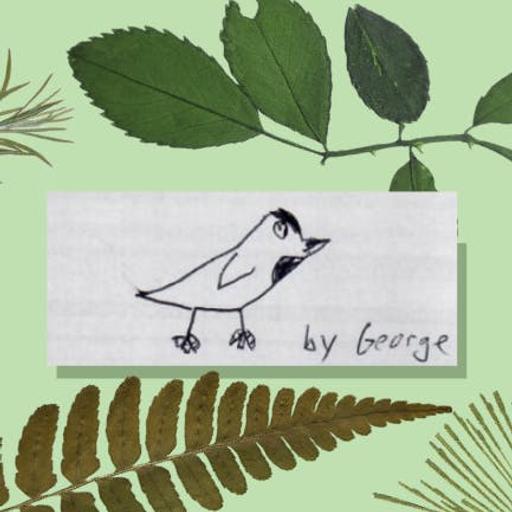 George and Max's Field Report: Carolina Chickadee