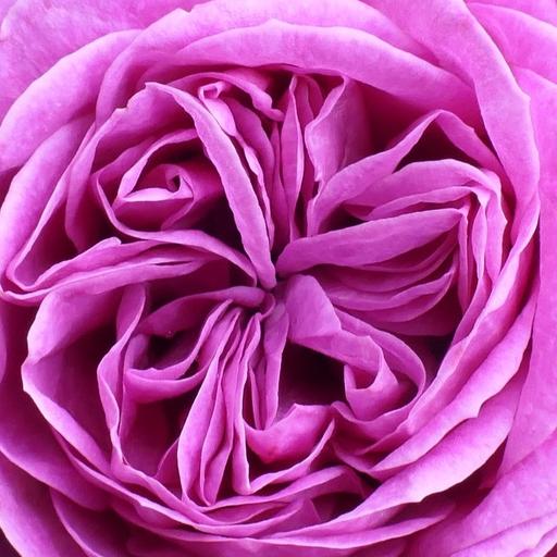 Flourishing in God's Word