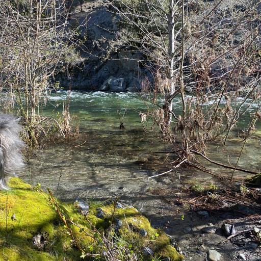 171: Spring Day Beside the North Fork of the Salmon River