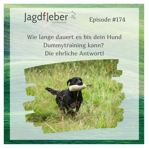 P174: Wie lange dauert es bis dein Hund Dummytraining kann? Die ehrliche Antwort!