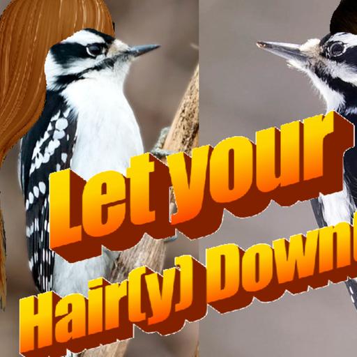 Episode 75: Let you Hair(y) Down(y): All about the Hairy and Downy Woodpecker