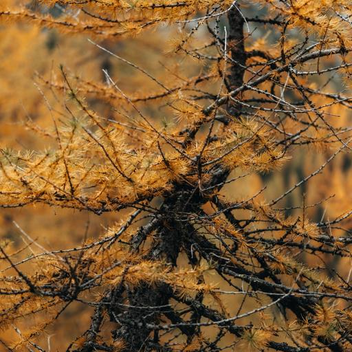 You Are Larch Kin: Wild and Rising