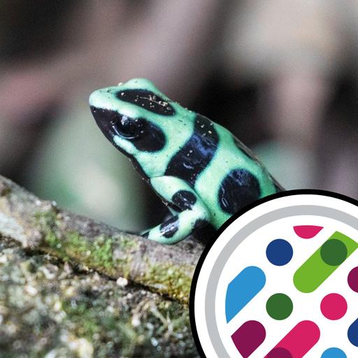 Frog toxicity, and what a year's schooling does to the brain