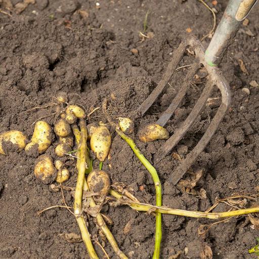 Landwirtschaft unter Druck: Synapsen live aus Braunschweig!