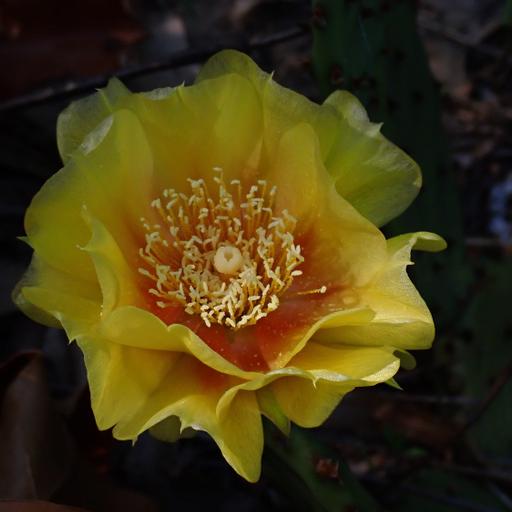 Ep. 523 - Prickly Pear Cacti Are Wonderfully Complex