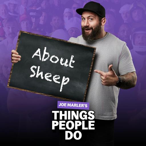 About Sheep: Are they actually more intelligent than we think?