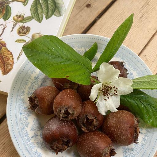 Growing Medlar Trees with Jane Steward