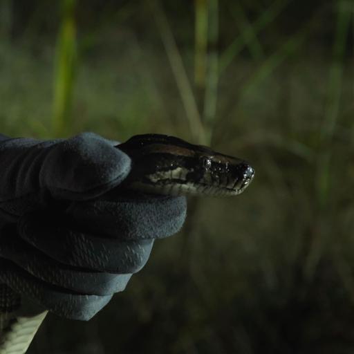 'River of Grass' explores the Everglades