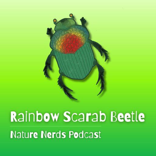 Rainbow Scarab