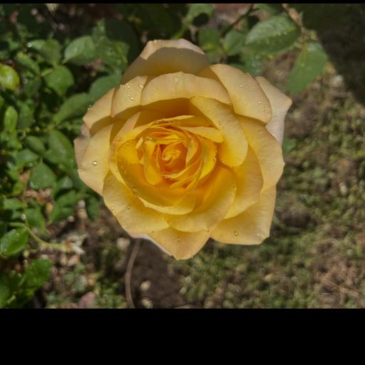 Introduction: The Blooming of the Light