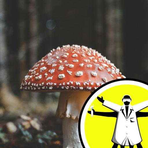 How fungi shape our world