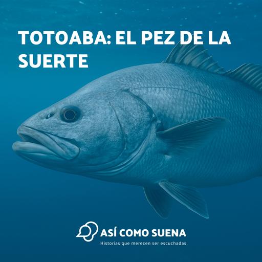 Totoaba: el pez de la suerte