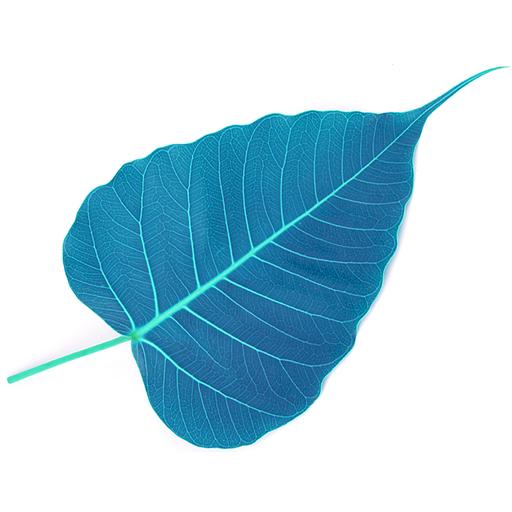 Guided Meditation: Non-referentiality