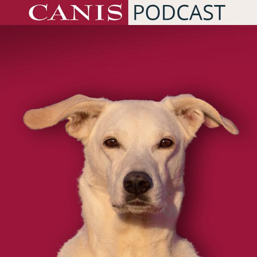 Erziehung von jagenden Hunden