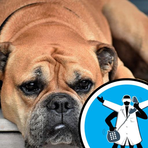 Should dogs sleep inside the house?