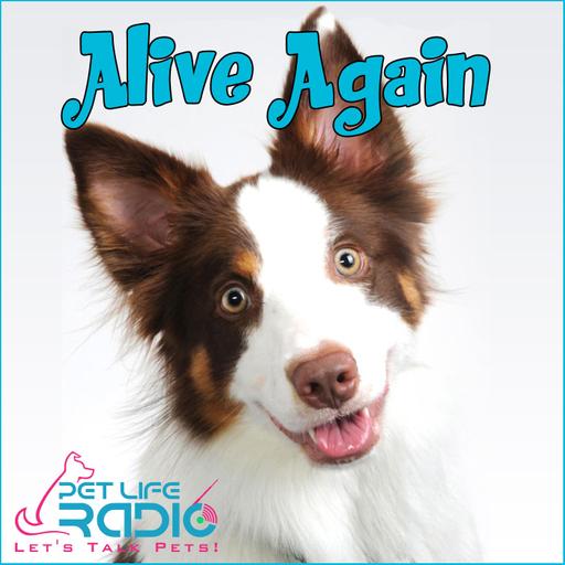 Alive Again - Episode 75 Alive Again: Joy Stulley’s Near-Death Experience and the Power of Pet Spirits