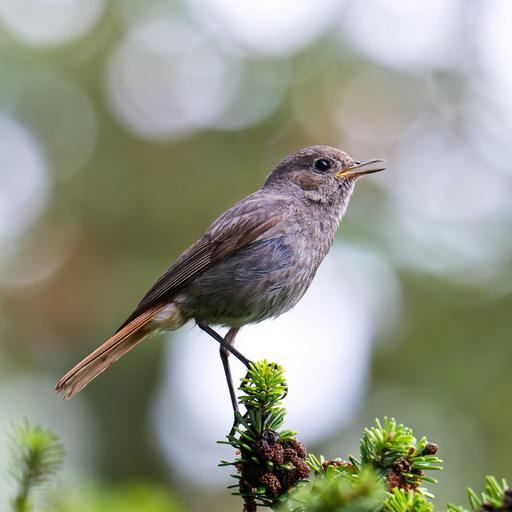 NABU-Vogelzählung - Von Amsel über Drossel bis Mönchsgrasmücke