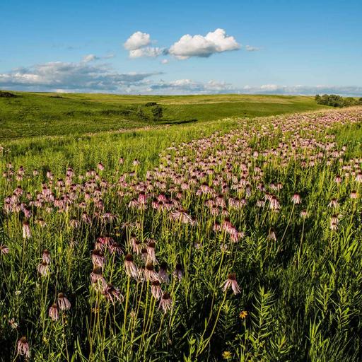 Ep. 525 - Lessons from Ancient Grasslands