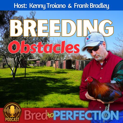Ep246 - What Are the Obstacles to Becoming A True Breeder?