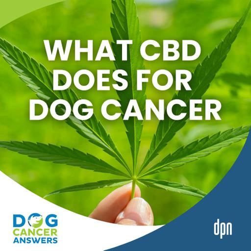 Healing Herb or Overly Hyped -- Can CBD Cure Dog Cancer? | Dr. Narda Robinson #283