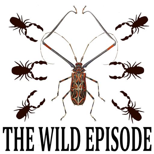 Harlequin Beetle Pseudoscorpion : Along For The Ride