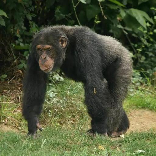 Les chimpanzés, les lochies, l'urine et les Mayas