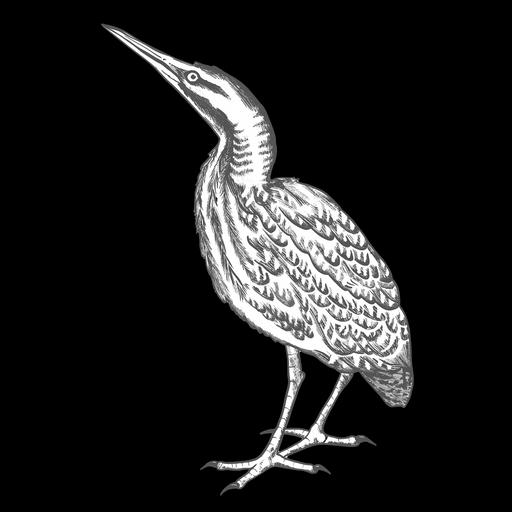 The Bittern