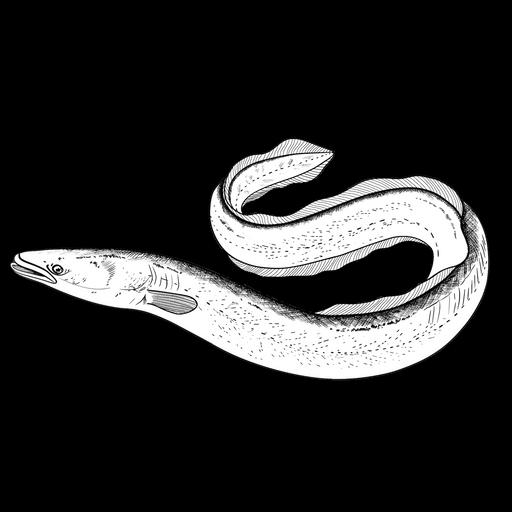 The European Eel