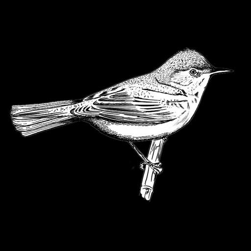 The Reed Warbler