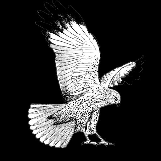 The Marsh Harrier