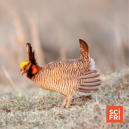Lesser Prairie Chicken May Lose Endangered Species Status