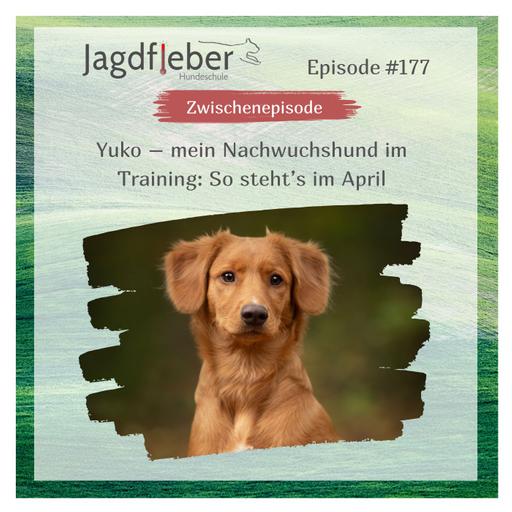 P177: Yuko – mein Nachwuchshund im Training: So steht’s im April