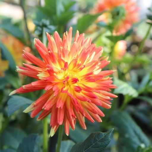 Big, bold, diverse, attractive - Dahlias