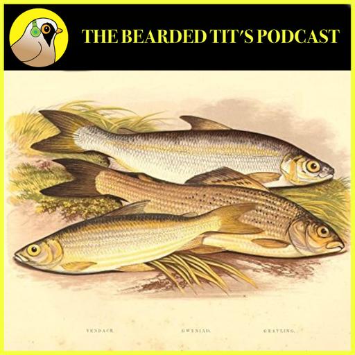 Vendace, Pollan & Whitefish: The Facts ft Colin Bean #168