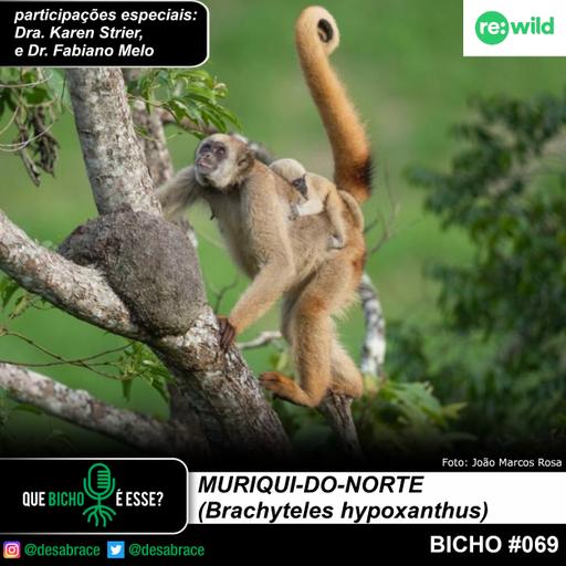 #vAPODN: muriqui-do-norte (Brachyteles hypoxanthus)